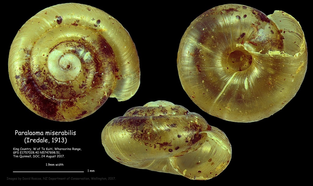 Paralaoma miserabilis