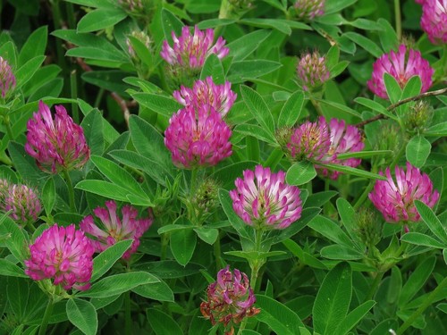 Šilinis dobilas nuotrauka