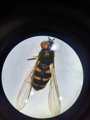 Parasyrphus punctulatus