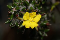 Hibbertia depressa