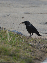 Corvus monedula