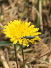 Oedemera virescens