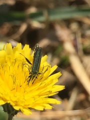 Oedemera virescens