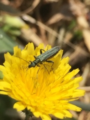 Oedemera virescens