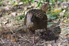 Gallirallus australis hectori