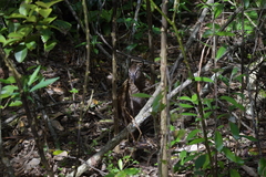 Gallirallus australis hectori