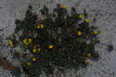 Hibbertia depressa