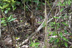 Gallirallus australis hectori