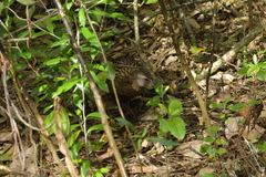 Gallirallus australis hectori