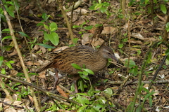 Gallirallus australis hectori