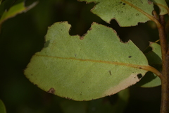 Myrsine chathamica