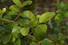 Myrsine chathamica