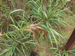 Miscanthus nepalensis
