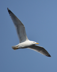 Larus argentatus