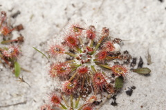 Drosera verrucata