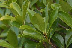 Myrsine chathamica
