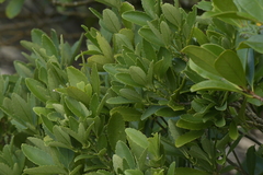 Melicytus chathamicus