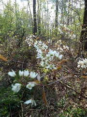 Amelanchier ovalis