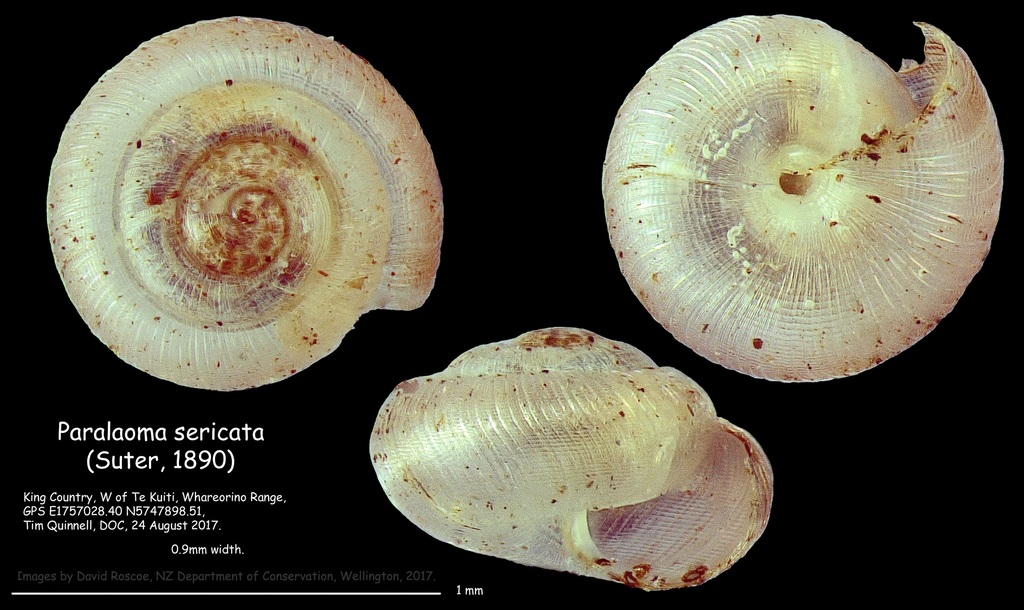 Paralaoma sericata