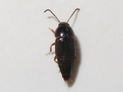 Tachinus corticinus