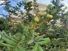 Dimocarpus longan