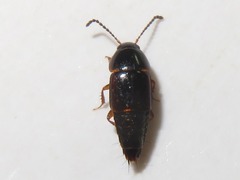 Tachinus corticinus