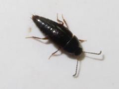 Tachinus corticinus