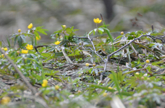Anemonoides ranunculoides