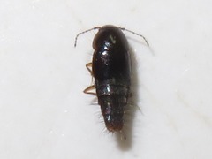 Habrocerus capillaricornis