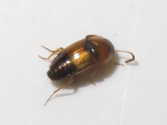 Tachyporus solutus