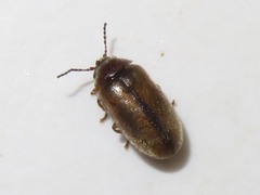 Contacyphon laevipennis