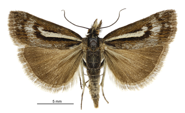 Orocrambus machaeristes
