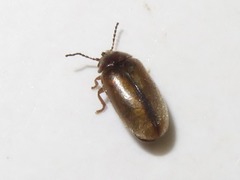 Contacyphon laevipennis