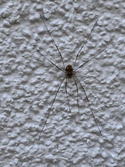 Dasylobus graniferus