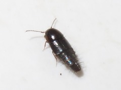 Habrocerus capillaricornis