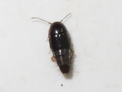 Habrocerus capillaricornis