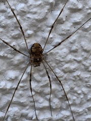 Dasylobus graniferus