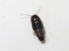 Habrocerus capillaricornis