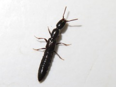 Xantholinus longiventris