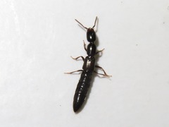 Xantholinus longiventris