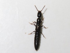 Xantholinus longiventris