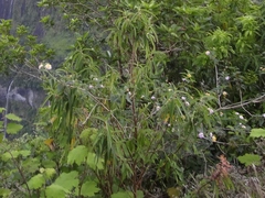 Boehmeria penduliflora