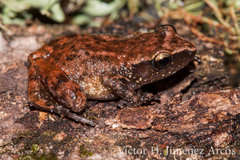 Eleutherodactylus cystignathoides