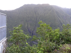 Boehmeria penduliflora