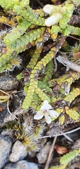 Veronica quadrifaria