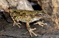 Triprion spatulatus