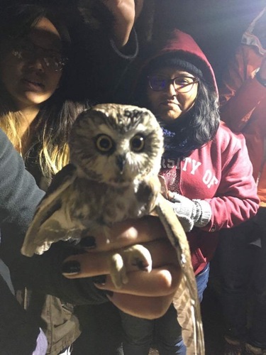 iNaturalist observation photo of Northern Saw-whet Owl