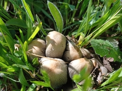 Coprinellus