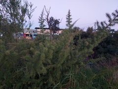 Grevillea juniperina