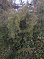 Grevillea juniperina